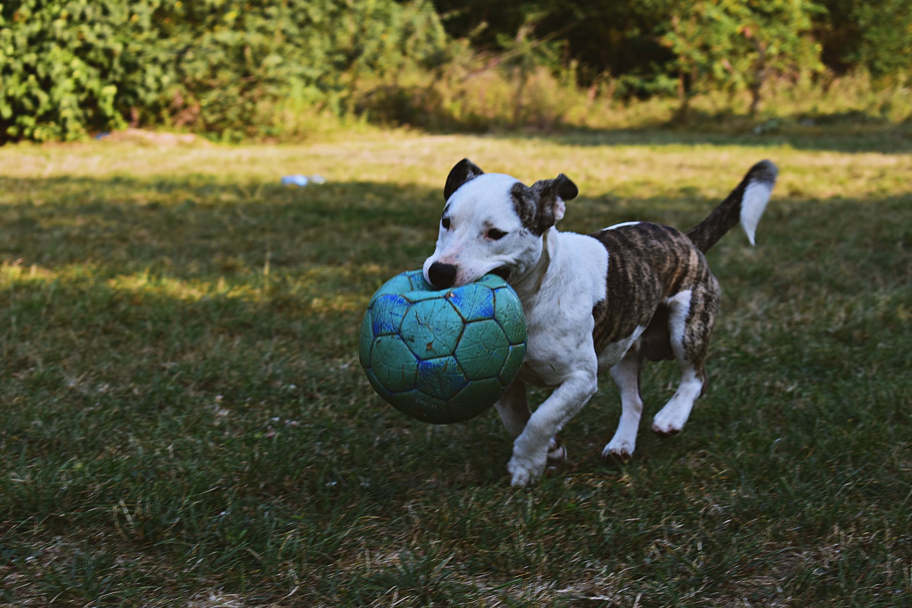 brindle and white american pit bull terrier puppy walking outdoor holding green ball